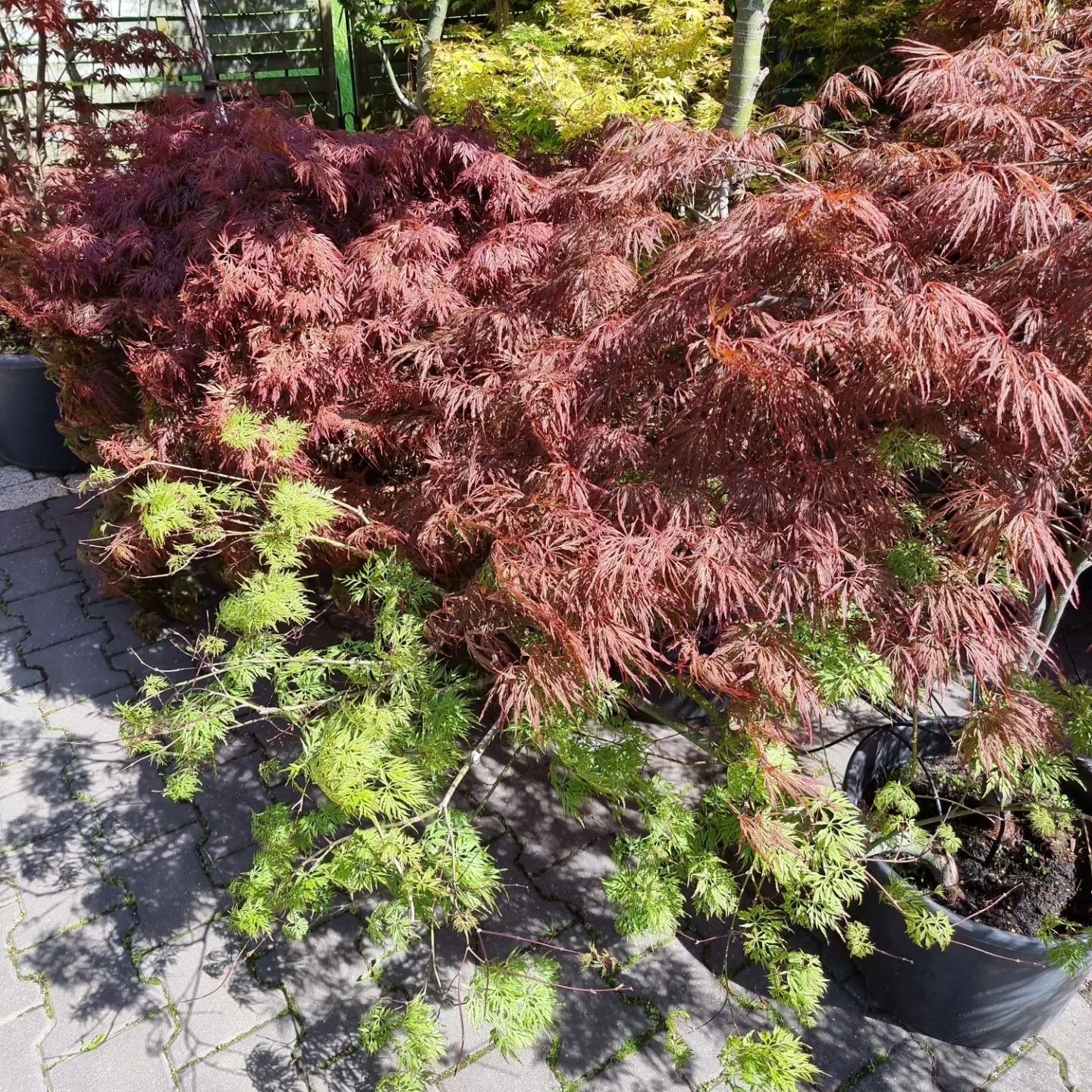 Krzewy ozdobne iglaste I liściaste Niwaki BONSAI