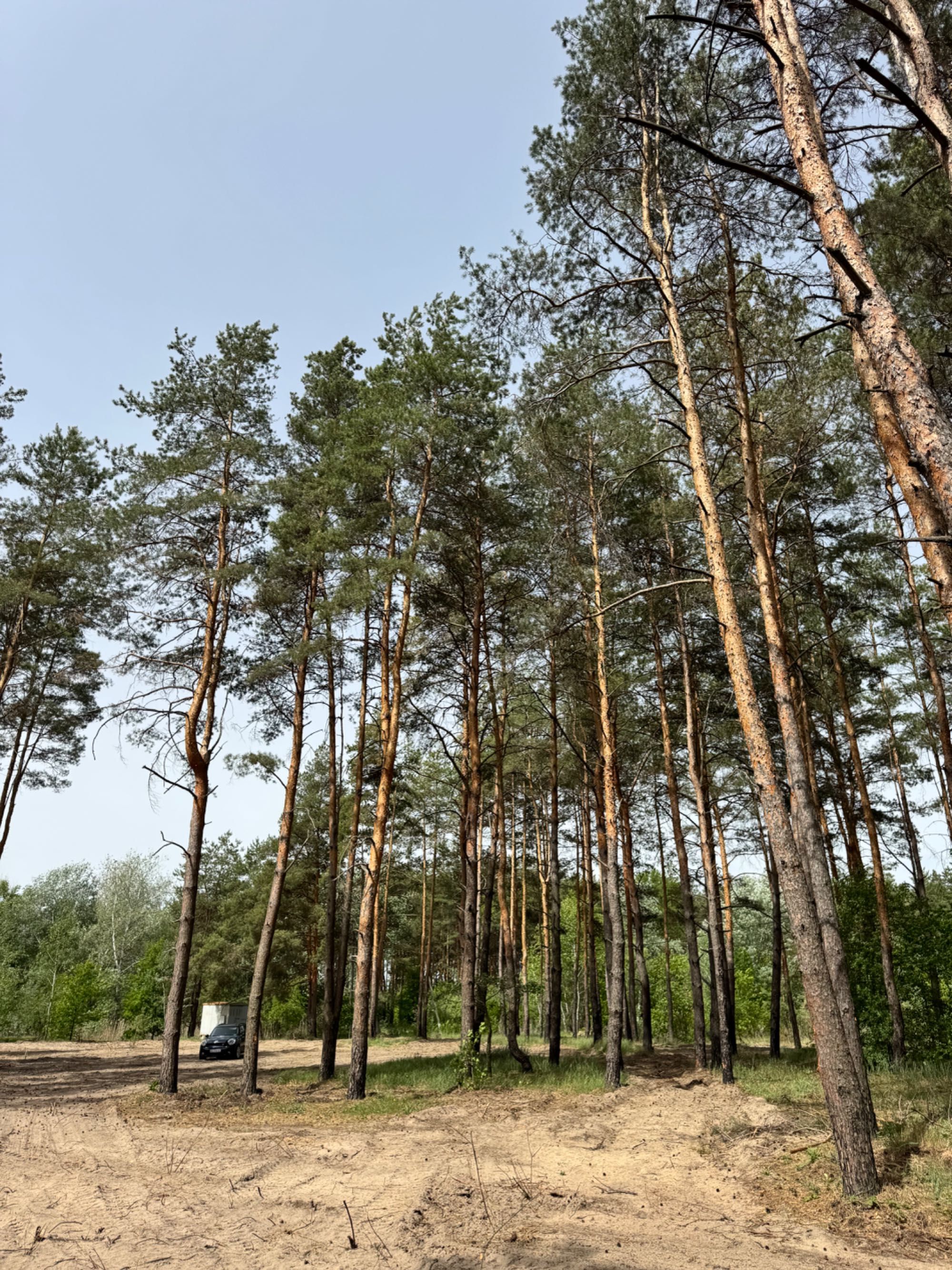 A-Frame в сосновом лесу, Курорт Песчанка.
