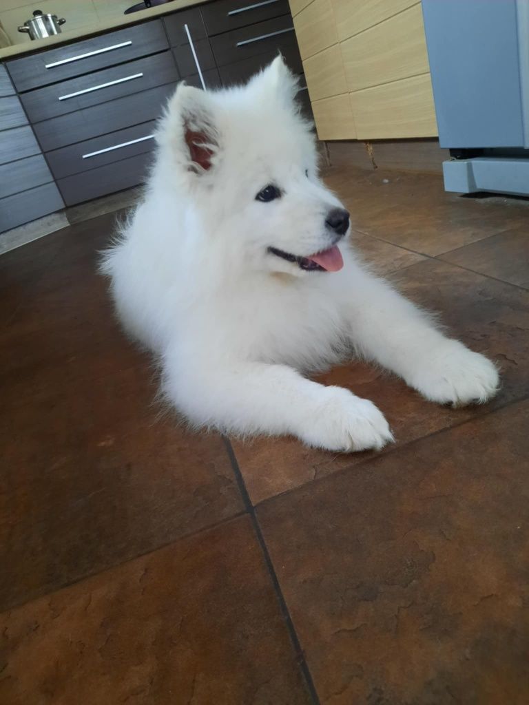 Szczenię samoyed