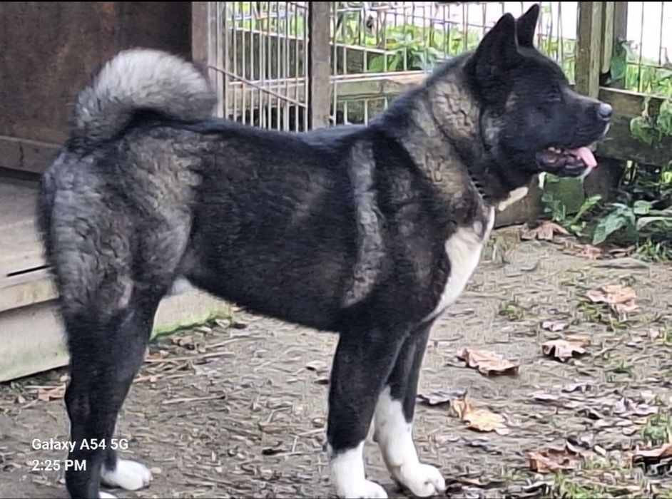 Akita amerykańska pies reproduktor