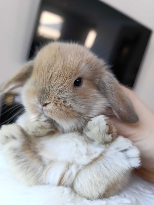 Mini lop karzełek Teddy hodowla zarejestrowana