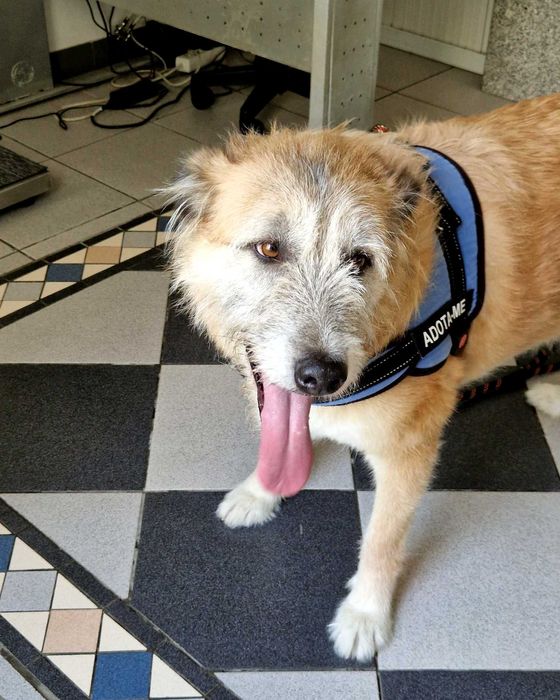 AZEITONA - Cãozinho para Adoção