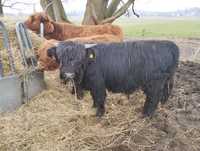 Bydło Szkockie, Highland Cattle, 6 jałówek i 2 byczki