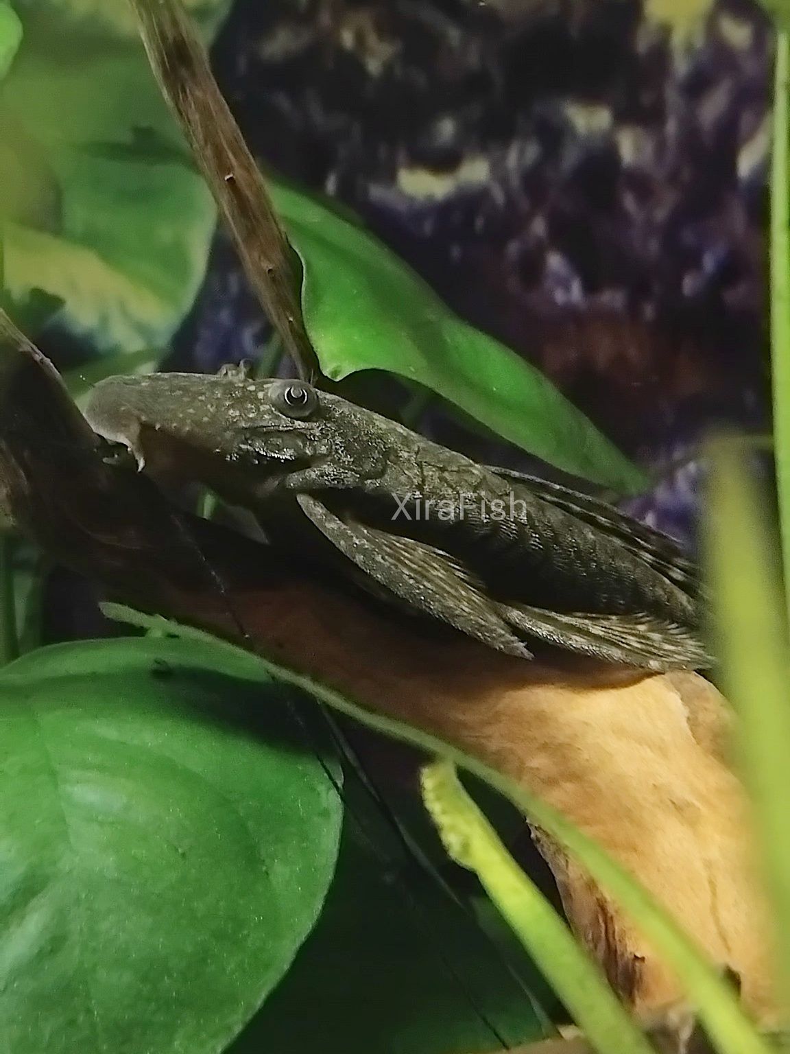 Ancistrus sp. Bebés