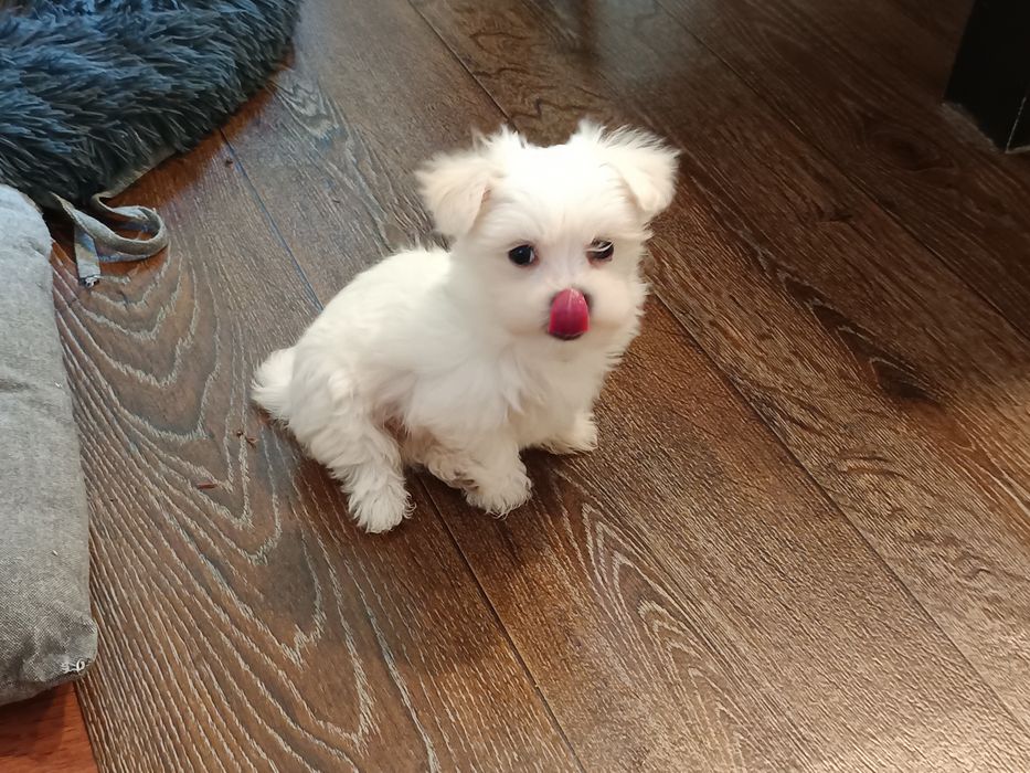 Maltańczyk, maltańczyki z metryczkami piesek