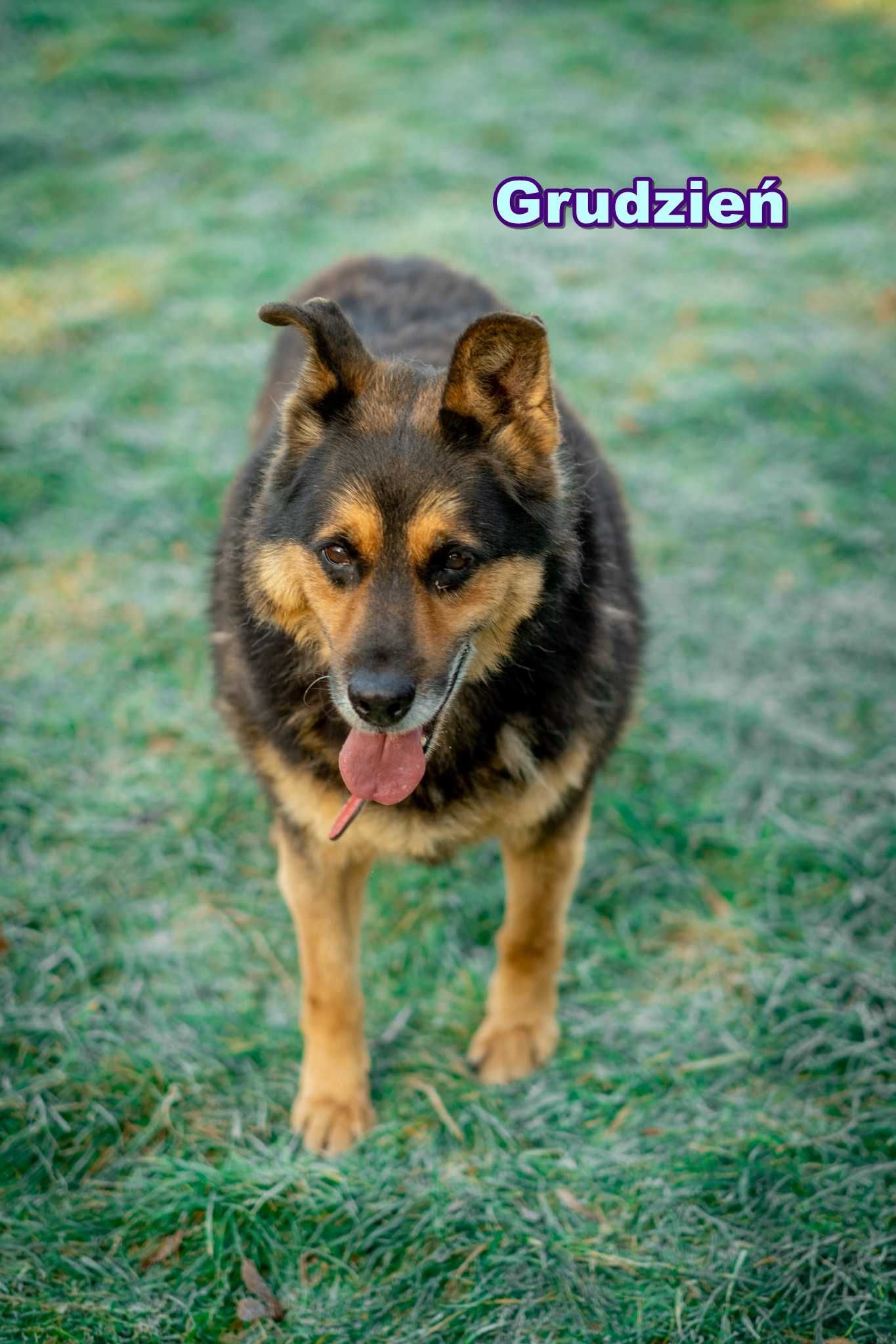 staruszek Atos do adopcji