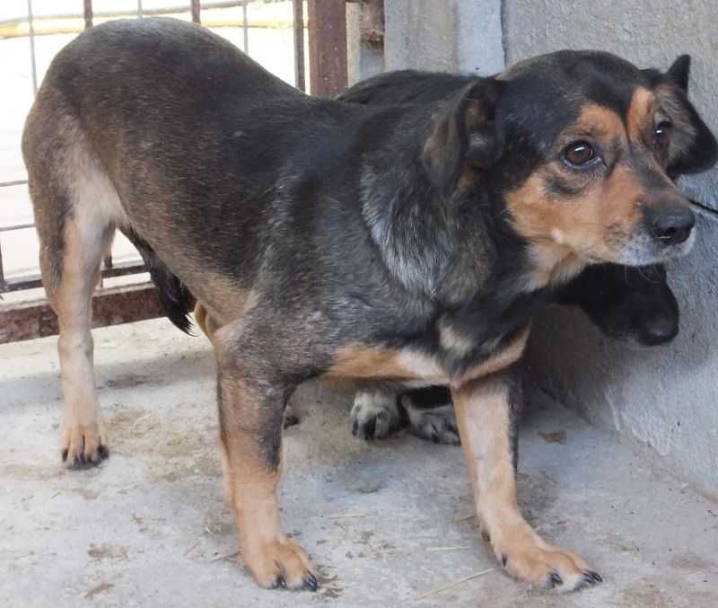 SZPADA wilczasta nieduża suczka do adopcji