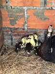 Patos mudos bebes