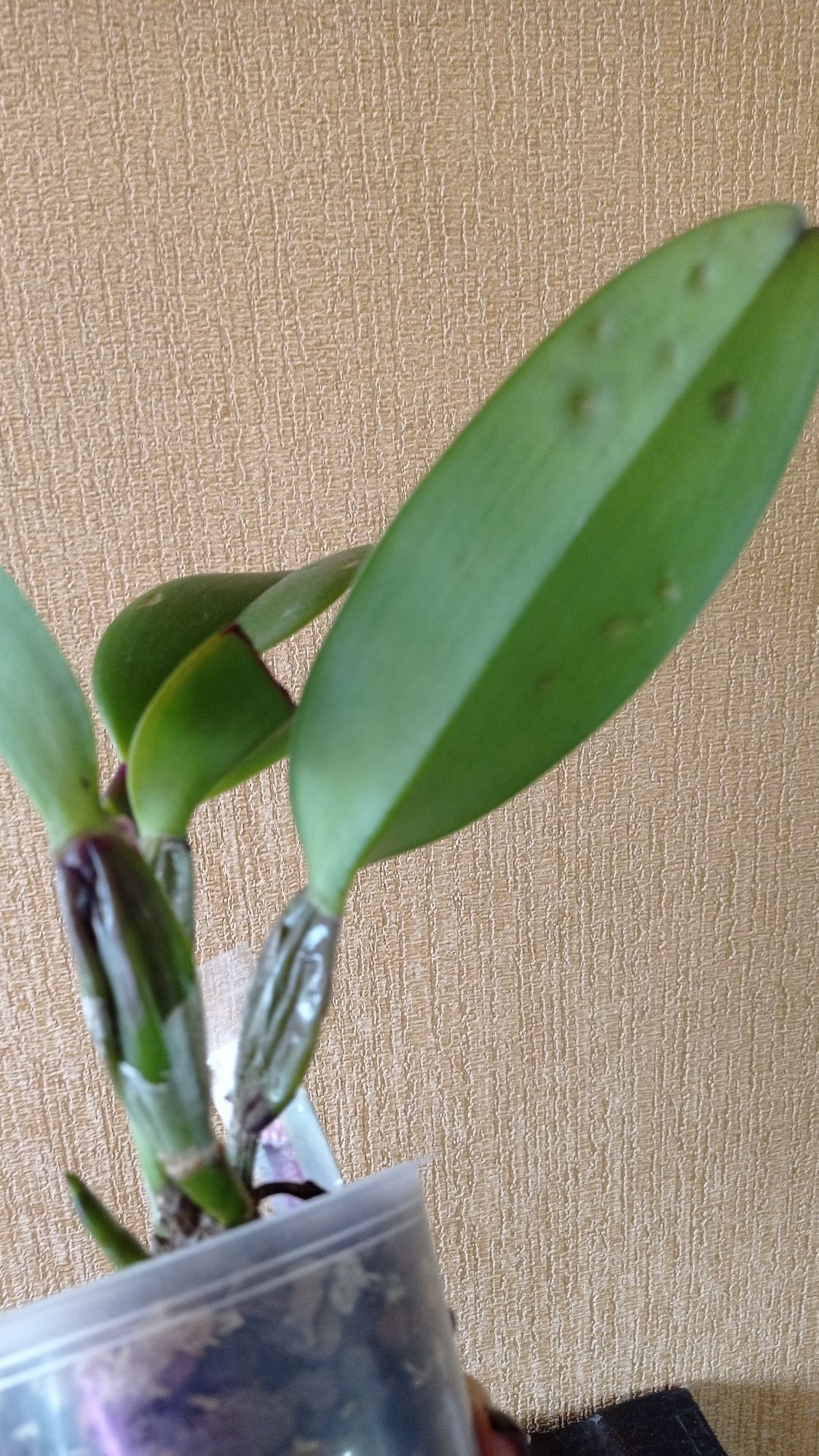 Орхидея Каттлея Ray Holmes New Berry