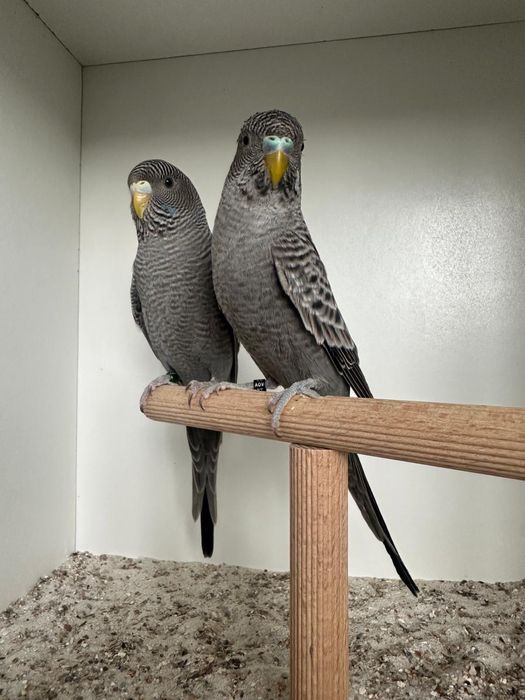 Casais periquitos black face