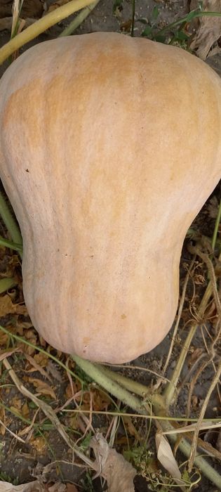 Продам Гарбузи (Кашові і кормові)