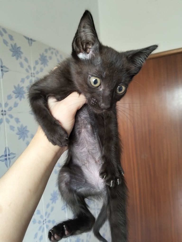 Gatinhos para adoção