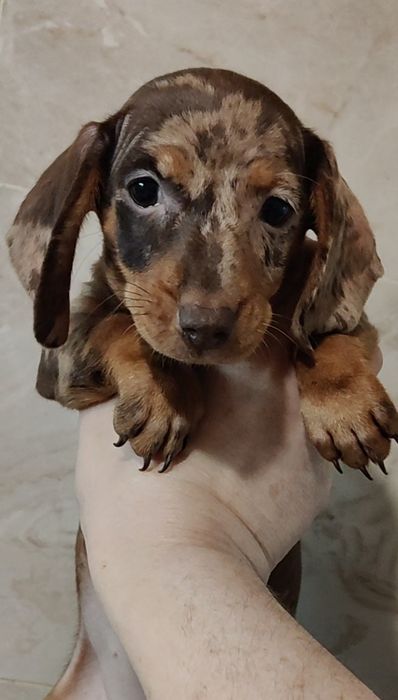 Шоколадно-мармурові цуценята кролячої / міні такси з родовідом