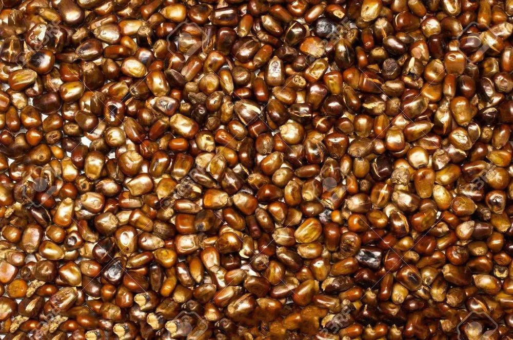 MILHO DOURADO - Adaptado ao nosso clima