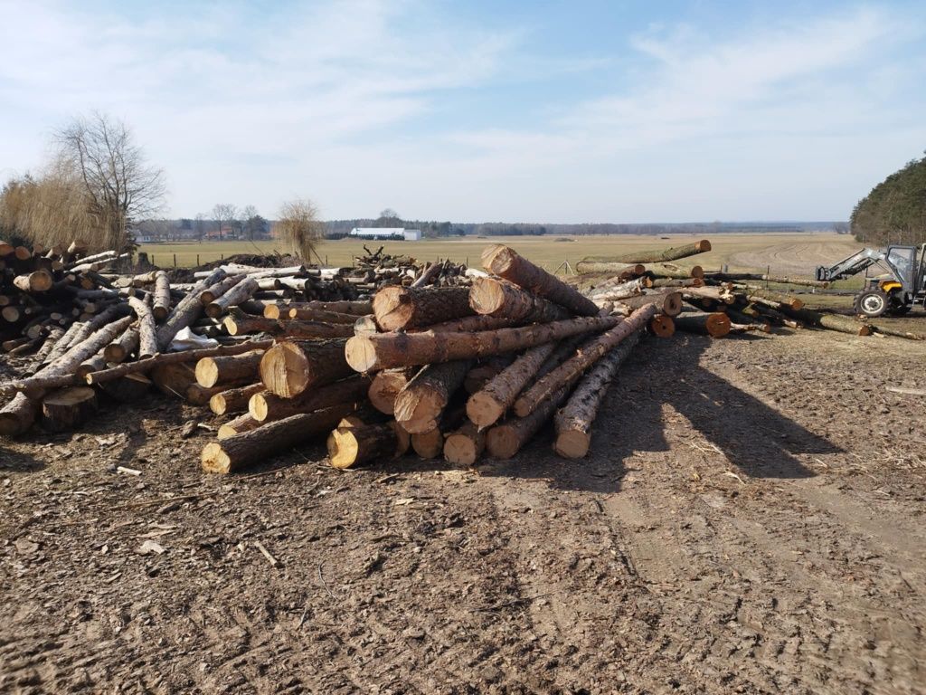 Tartak, sosna, olcha na wymiar