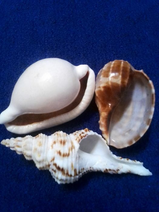 Ракушки океанские