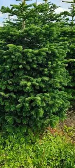 Choinki z dowozem do mieszkania choinki z dostawą do domu świerk jodła