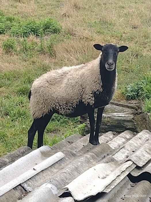 Вівця Романівська