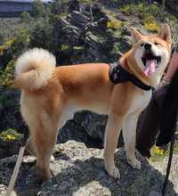 Procuro Namorada Para Akita Inu Macho (Acasalar)