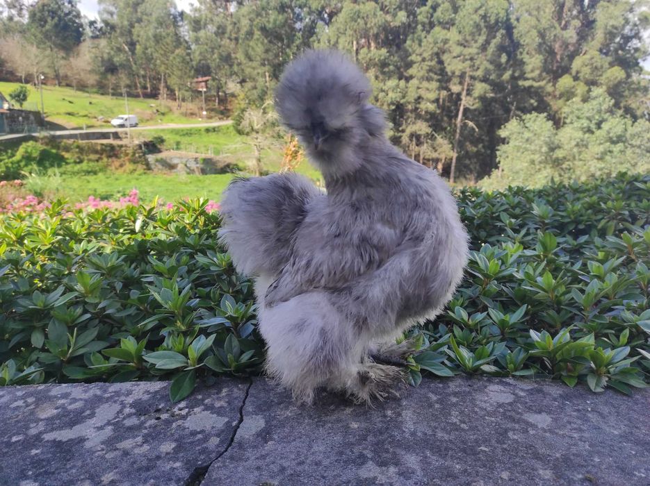 Ovos sedosa do Japão