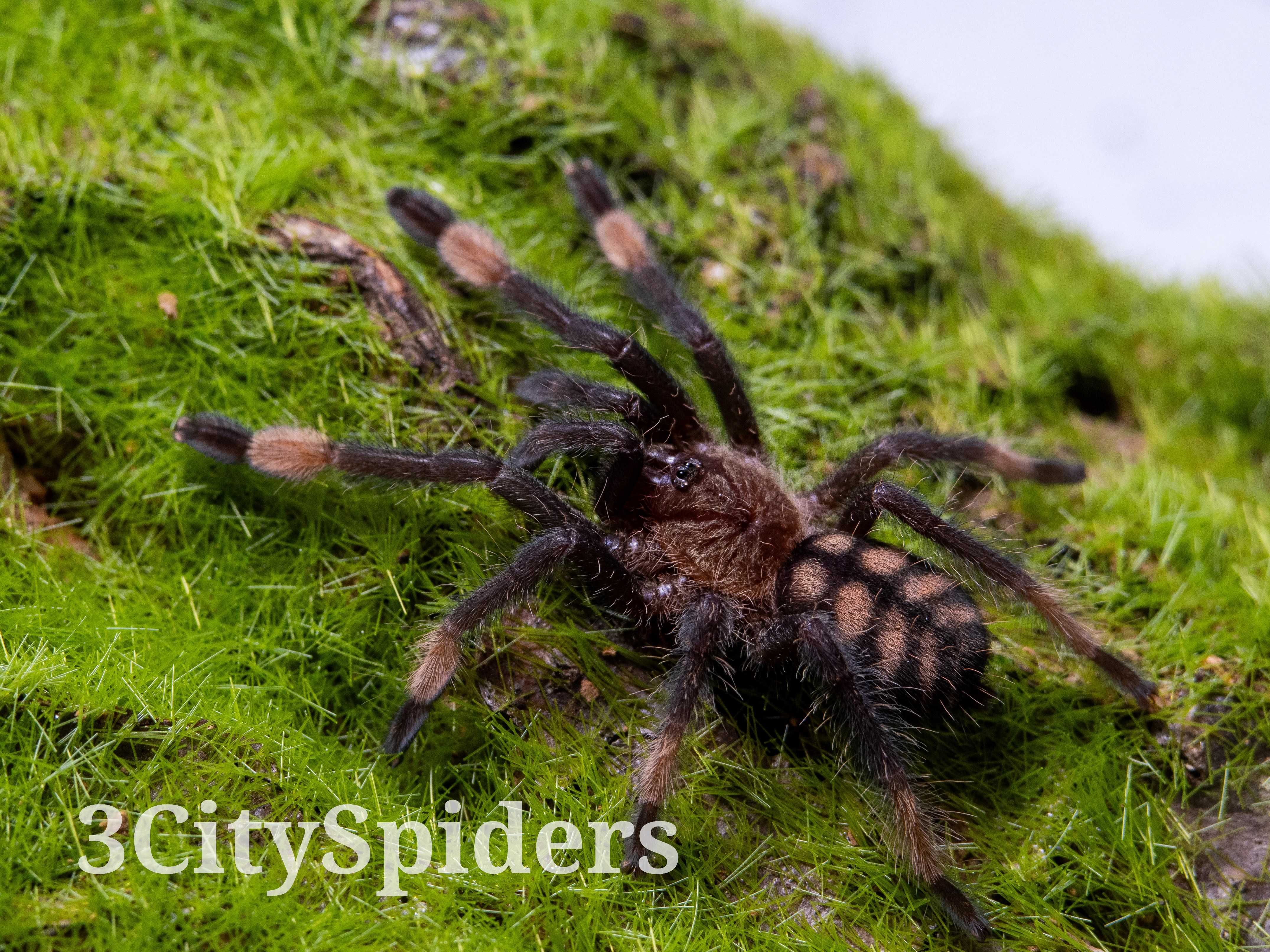 Psalmopoeus irminia samica 2DC (3CitySpiders)
