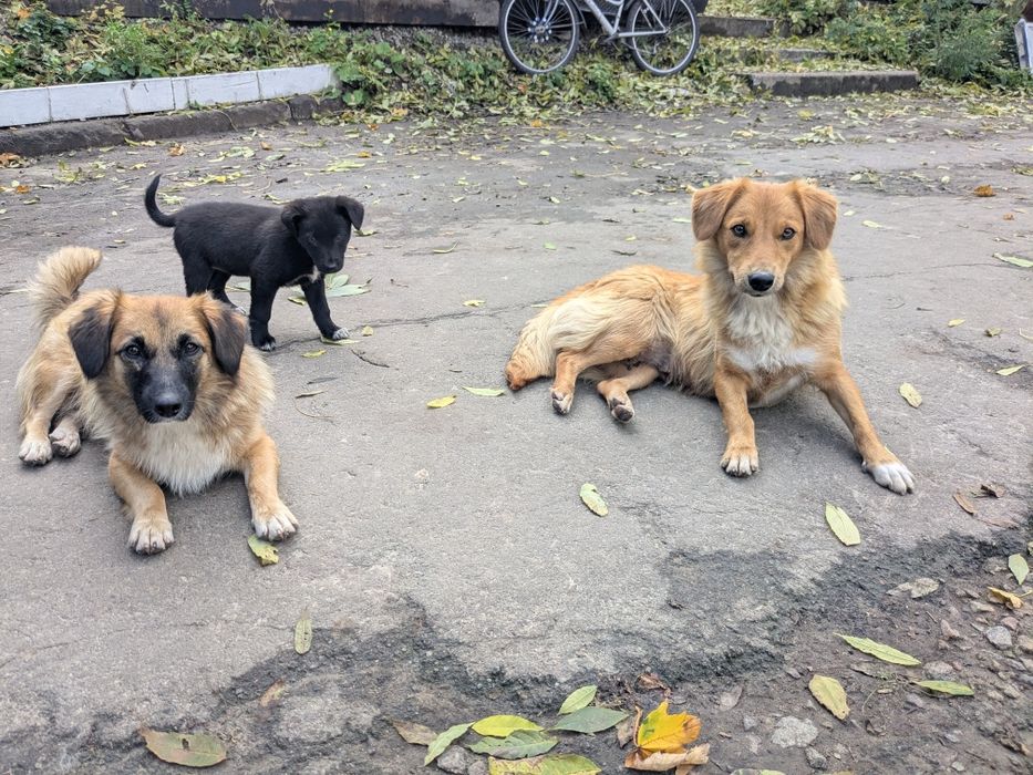 Щеня хлопчик Бублик шукає родину