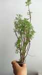 Artemisia dla Pana Mariusza