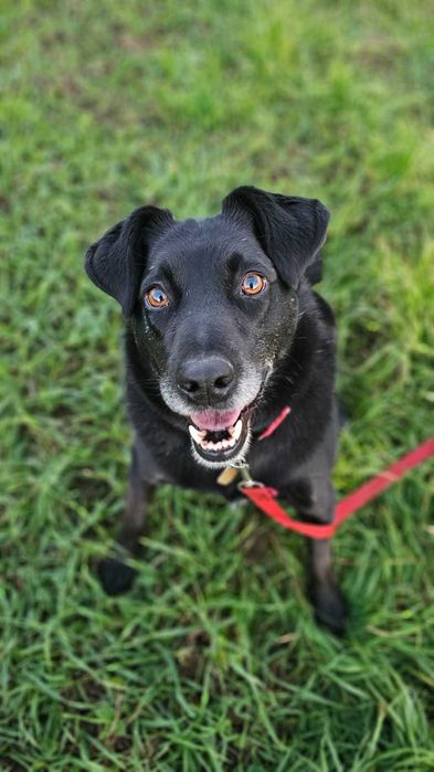 Adoptuj psa, który większość życia spędził w schronisku