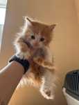 Кошеня хлопчик рудий 2 місяці