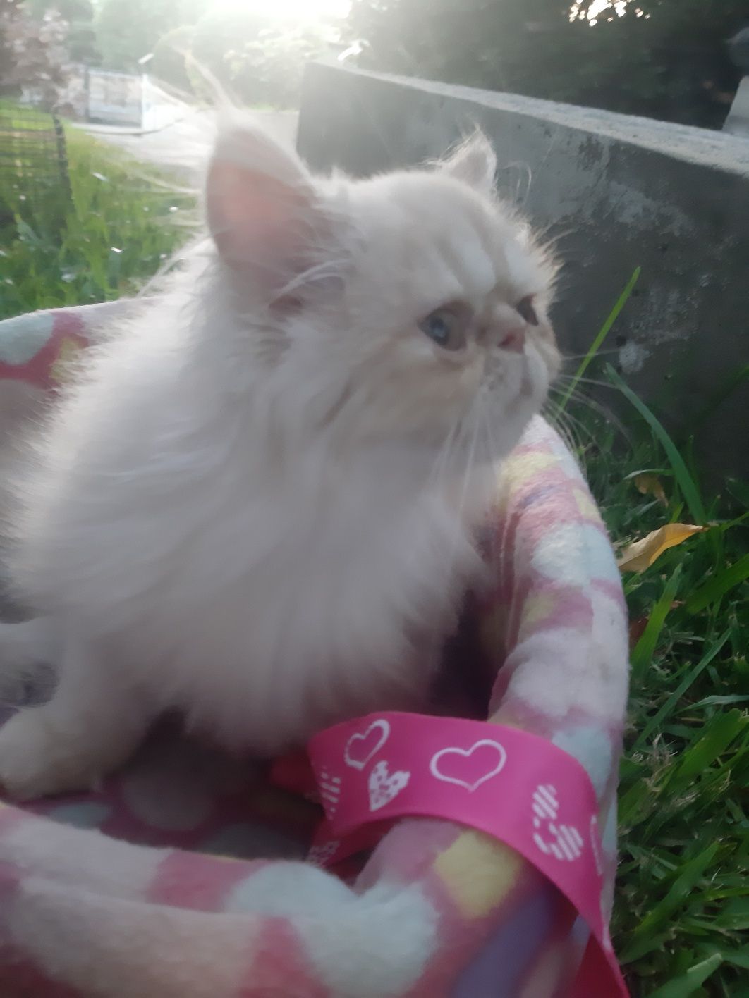Gato persa creme