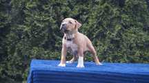 Amstaff szczenięta z rodowodem FCI. SUCZKA ESHA
