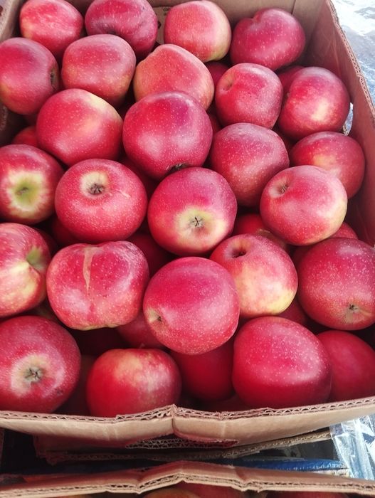 Продам яблука різних сортів