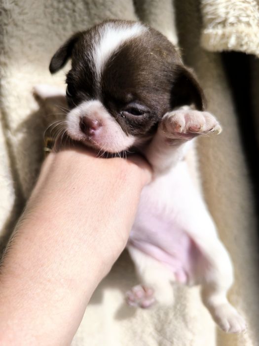 Chihuahua  Super Mini. Menina. Branco e chocolate .Cabeça de maçã.