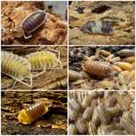 Isopods/ Bichos da conta várias espécies