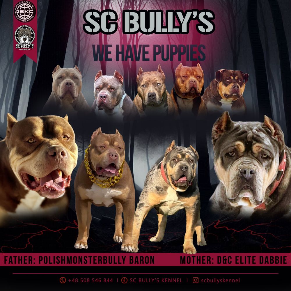 American Bully XL Black Tri ABKC