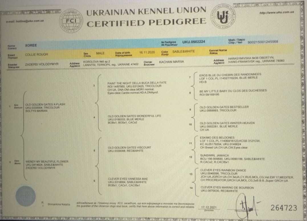 Кобель колі чекає на побачення.