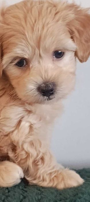 Maltipoo szczeniak