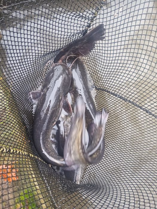 Sum konsumpcyjny 2-3kg