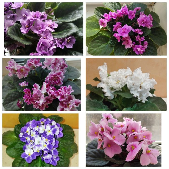 Сортові кімнатні фіалки (Сенполії)