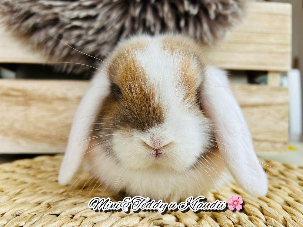 RASOWE MINI LOP - króliki miniaturki hodowla zarejestrowana