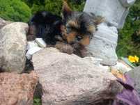 Yorkshire terrier