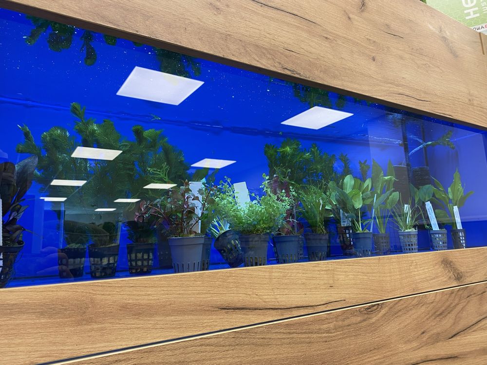 Roślina do akwarium mix anubias moczarka cabomba żabienica microsorium