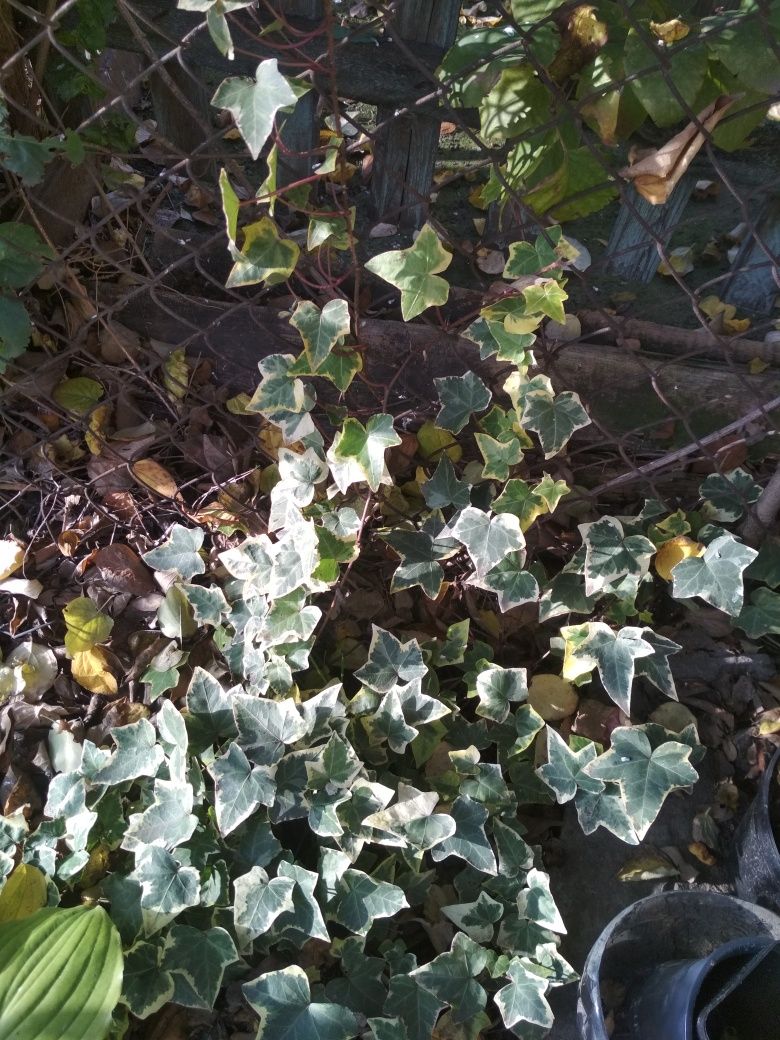 Плющ - садовый ( многолетняя вечнозеленая лиана )