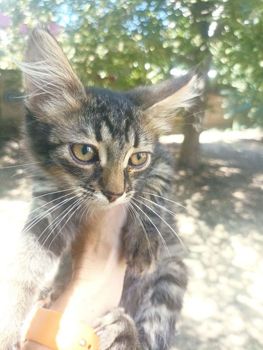 Котенок мальчик даром. Кот. Котята. Котик отдам бесплатно