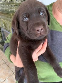 labrador retriever piesek