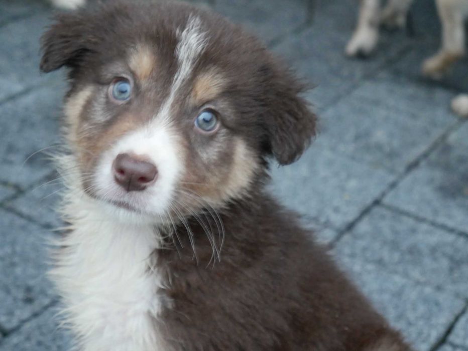 Border collie -czekoladowy