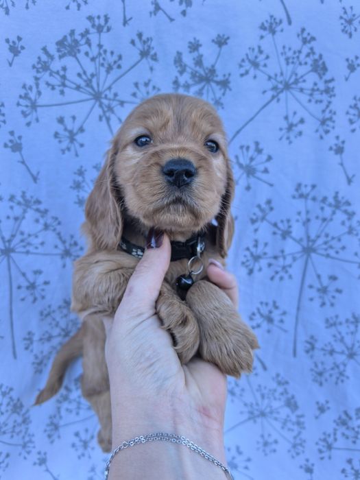 Śliczny szczeniak Cocker spaniel