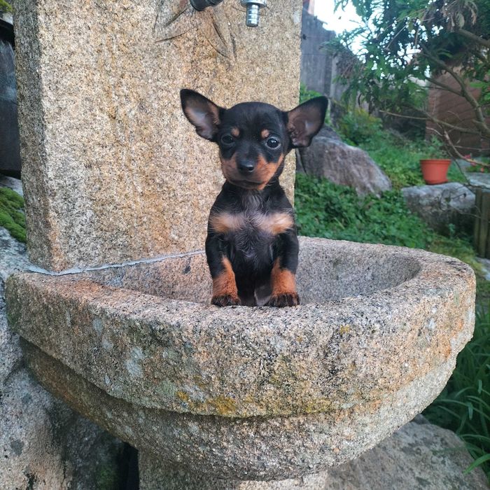Pinscher miniatura fêmea