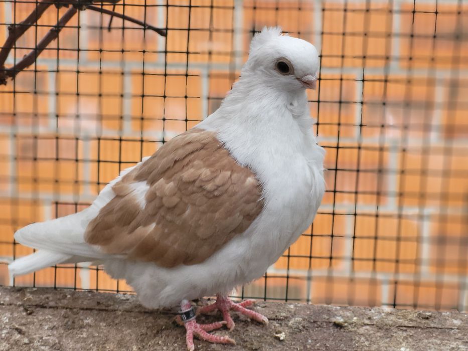 Mewka Polska 2025rok