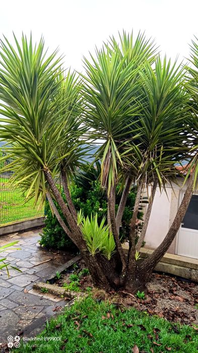 Planta yucca vários tamanhos
